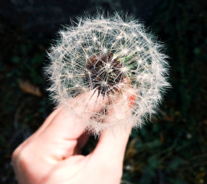 Dandelion Puff