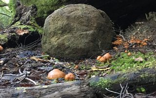 Three capes funghi spread