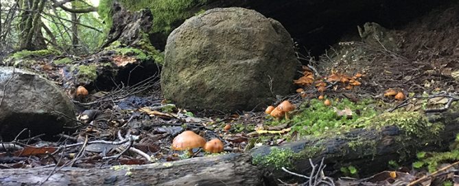 Three capes funghi spread