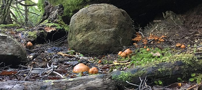 Three capes funghi spread