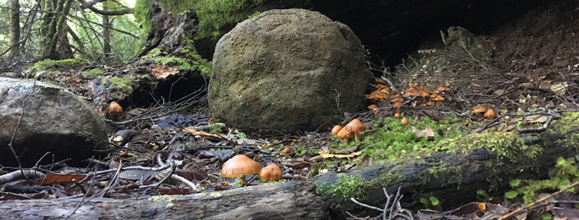 Three capes funghi spread