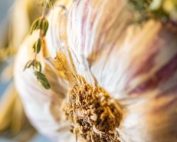 Garlic
