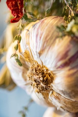 Garlic
